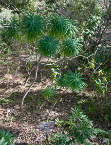 Euphorbia lambii (Canary Island spurge)