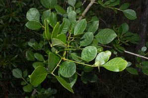 Fraxinus caroliniana (pop ash, Florida ash, swamp ash, Carolina ash, water ash)