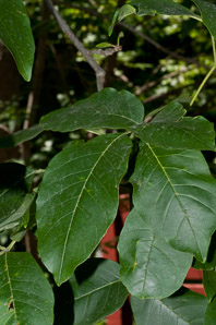 Fraxinus pennsylvanica (green ash)