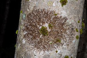 Frullania eboracensis (New York scalewort)