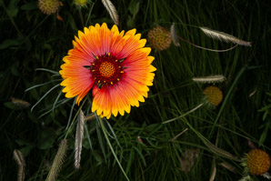 Gaillardia suavis (pincushion daisy, perfumeballs)
