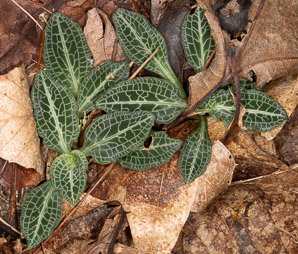 Goodyera pubescens (downy rattlesnake plantain, downy rattlesnake orchid, downy rattlesna)