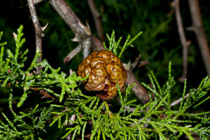Gymnosporangium juniperi-virginianae (cedar apple rust, American apple rust)