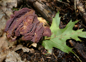 Gyromitra esculenta (false morel)