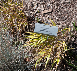 Hakonechloa macra (hakone grass, Japanese forest grass)