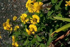 Helenium autumnale (common sneezeweed)
