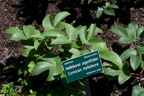 Helleborus lividus (Corsican hellebore)