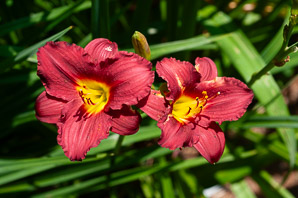 Hemerocallis (daylily)