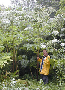 Heracleum mantegazzianum (giant hogweed, cartwheel-flower, wild parsnip, white rhubarb, giant cow parsnip, giant cow parsley)