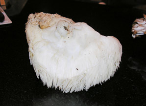 Hericium americanum (bear’s head tooth fungus)