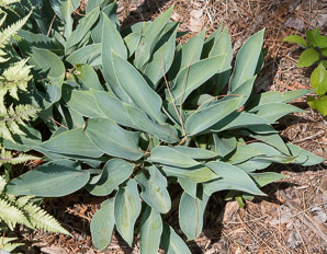 Hosta ‘Hadspen (plantain lily)