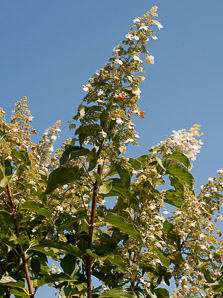 Hydrangea paniculata (panicled hydrangea)