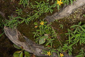 Hypericum mutilum (dwarf St. John’s-wort)