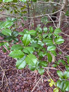 Ilex opaca (American holly)