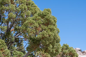 Juniperus californica (California juniper)