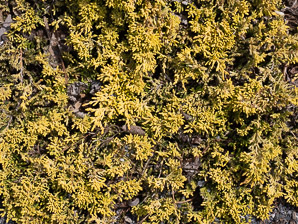 Juniperus horizontalis (creeping juniper, mother lode juniper, Mother Lode creeping juniper)