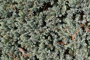 Juniperus squamata (blue star juniper)