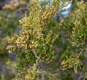 Juniperus virginiana (Eastern redcedar, red cedar, eastern juniper, red juniper, pencil cedar, eastern red cedar)