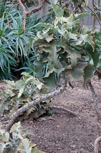 Kalanchoe beharensis (felt plant, felt bush, velvet leaf, velvet leaf kalanchoe, elephant’s ear kalanchoe)