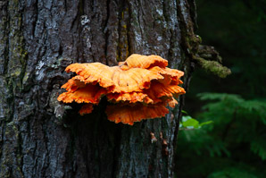 Laetiporus gilbertsonii (sulphur shelf, chicken of the woods, chicken mushroom, chicken fungus)