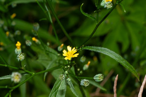 Lapsana communis (nipplewort)