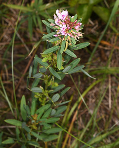 Lespedeza virginica (slender bush clover)
