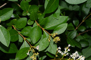 Ligustrum vulgare (privet, common privet)