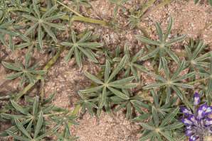 Lupinus arizonicus (Arizona lupine)