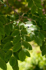 Maackia amurensis (Amur maackia)