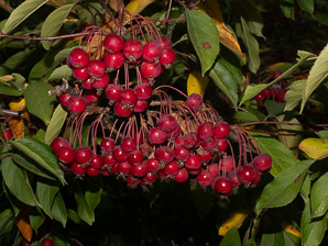 Malus hupehensis (Chinese crabapple, Hupeh crab, Chinese crab apple)