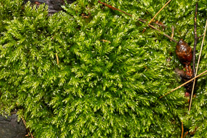 Mnium hornum (swan’s-neck thyme-moss, horn calcareous moss)