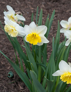 Narcissus L. (daffodil, narcissus)