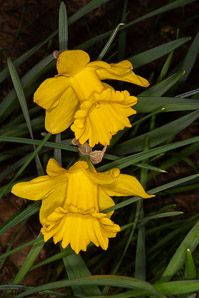 Narcissus ‘Yellow (trumpet daffodil)