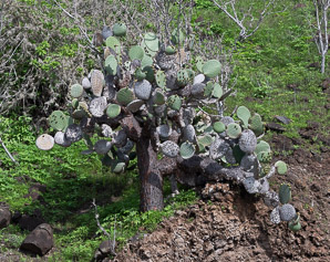 Opuntia galapageia (Galápagos prickly pear, tree prickly pear)