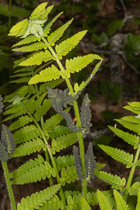 Osmunda claytoniana (interrupted fern)