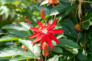Passiflora vitifolia (crimson passion flower, grape-leaved passion fruit, perfumed passionflower, vine-leaf passion flower, passion flower, crimson passion vine)