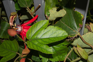 Passiflora vitifolia (crimson passion flower, grape-leaved passion fruit, perfumed passionflower, vine-leaf passion flower, passion flower, crimson passion vine)