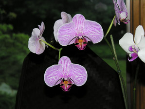 Phalaenopsis (pink phalaenopsis orchids)