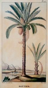 Phoenix dactylifera (date palm)