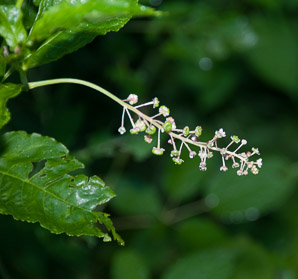 Phytolacca americana (pokeweed, American pokeweed)