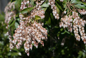 Pieris japonica (Japanese andromeda, lily-of-the-valley bush)