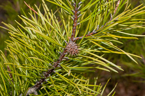 Pinus pungens (table mountain pine, mountain pine)