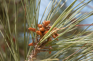 Pinus torreyana (Torrey pine)