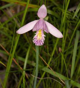 Pogonia ophioglossoides (rose pogonia, snakemouth orchid)
