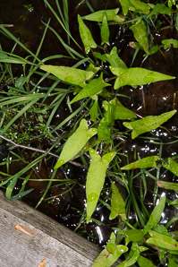Polygonum arifolium (halberd-leaved tearthumb, halberdleaf tearthumb)