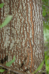 Populus deltoides (Eastern cottonwood)