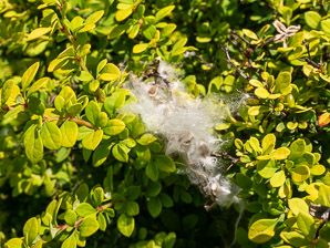 Populus deltoides (Eastern cottonwood, cottonwood)