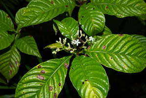 Psychotria nervosa (wild coffee)