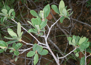 Quercus grisea (gray oak, scrub oak, shin oak)