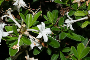 Rhododendron viscosum (swamp azalea, swamp-honeysuckle, Clammy azalea, hammocksweet azalea, Cory azalea)